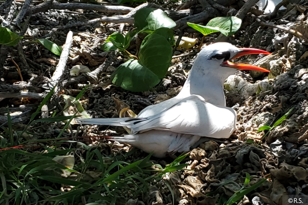 アカオネッタイチョウ