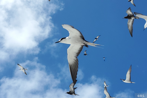 セグロアジサシ