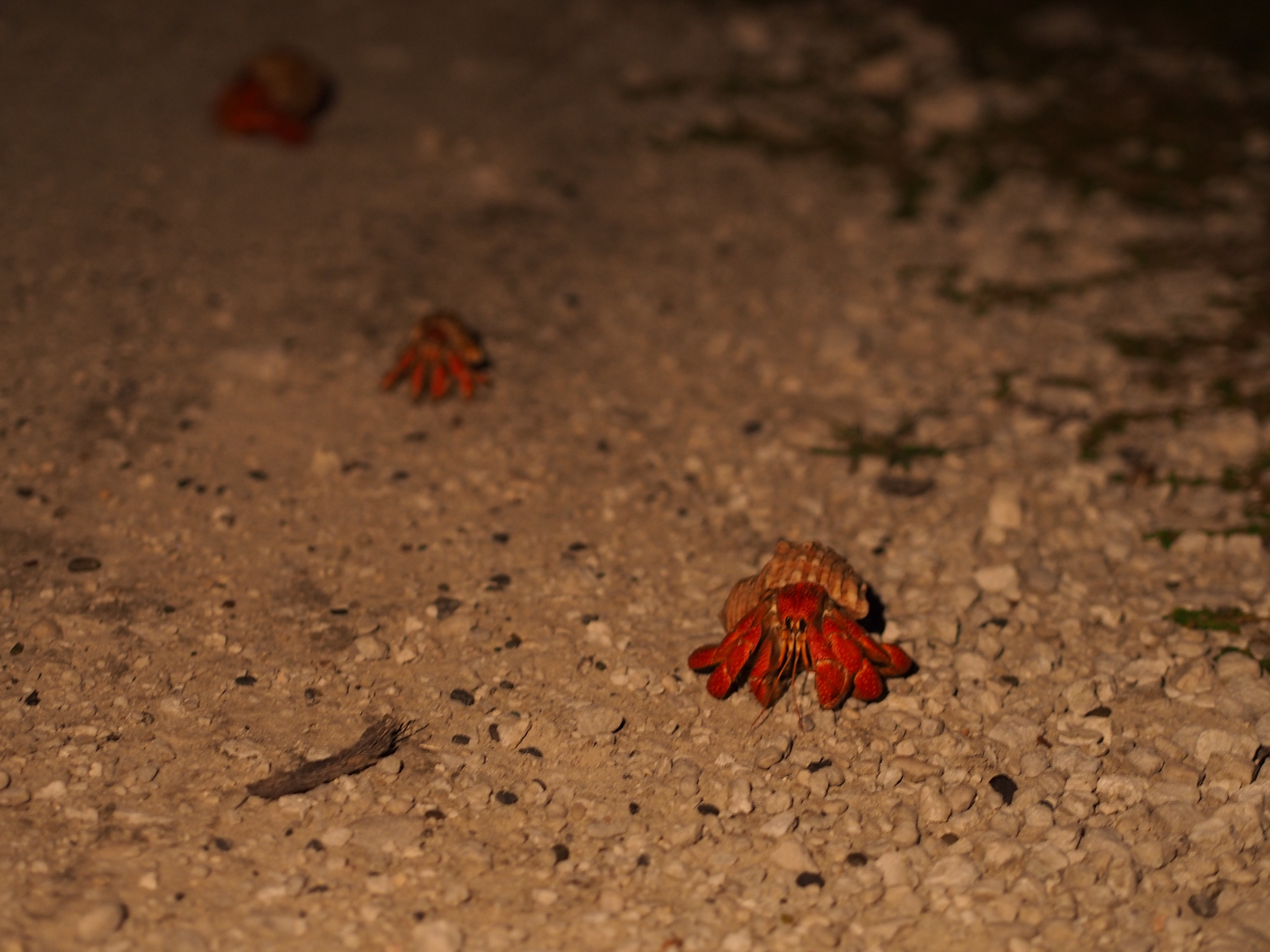 サキシマオカヤドカリ