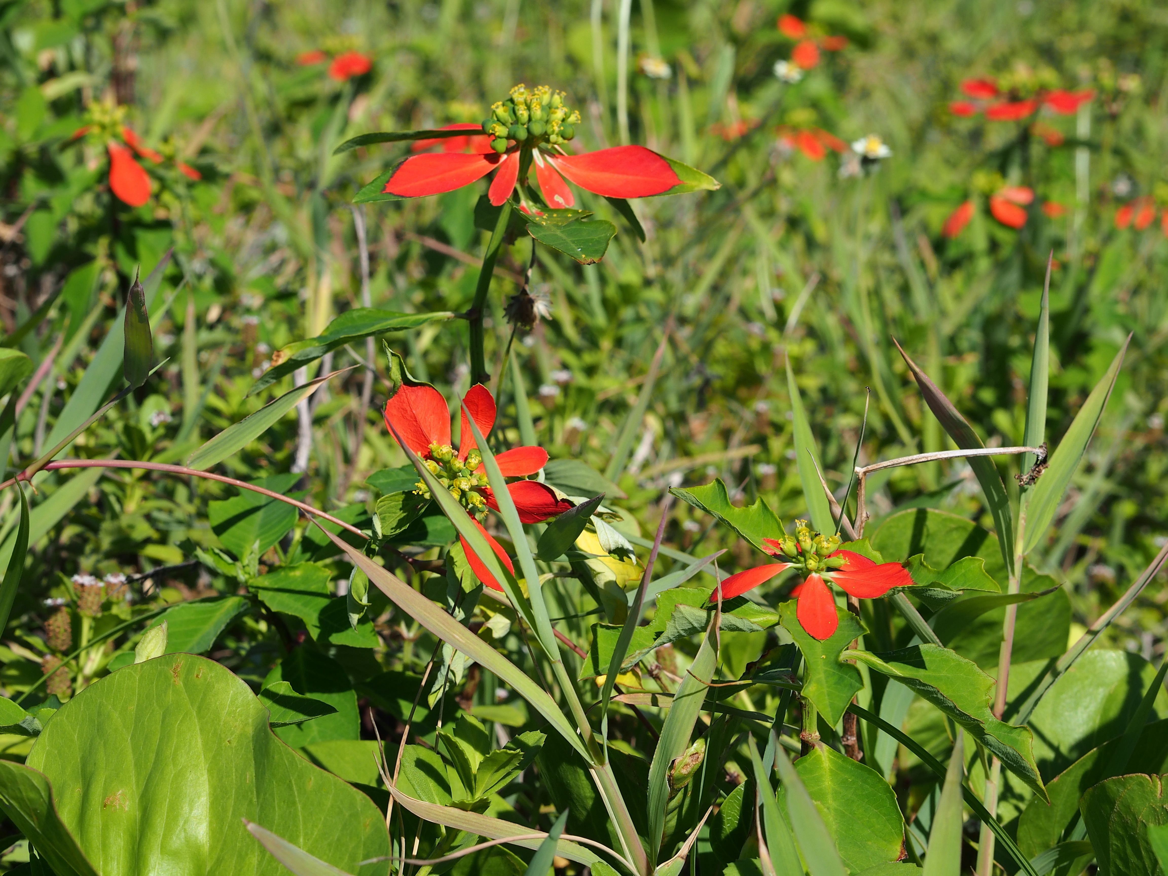 ショウジョウソウ