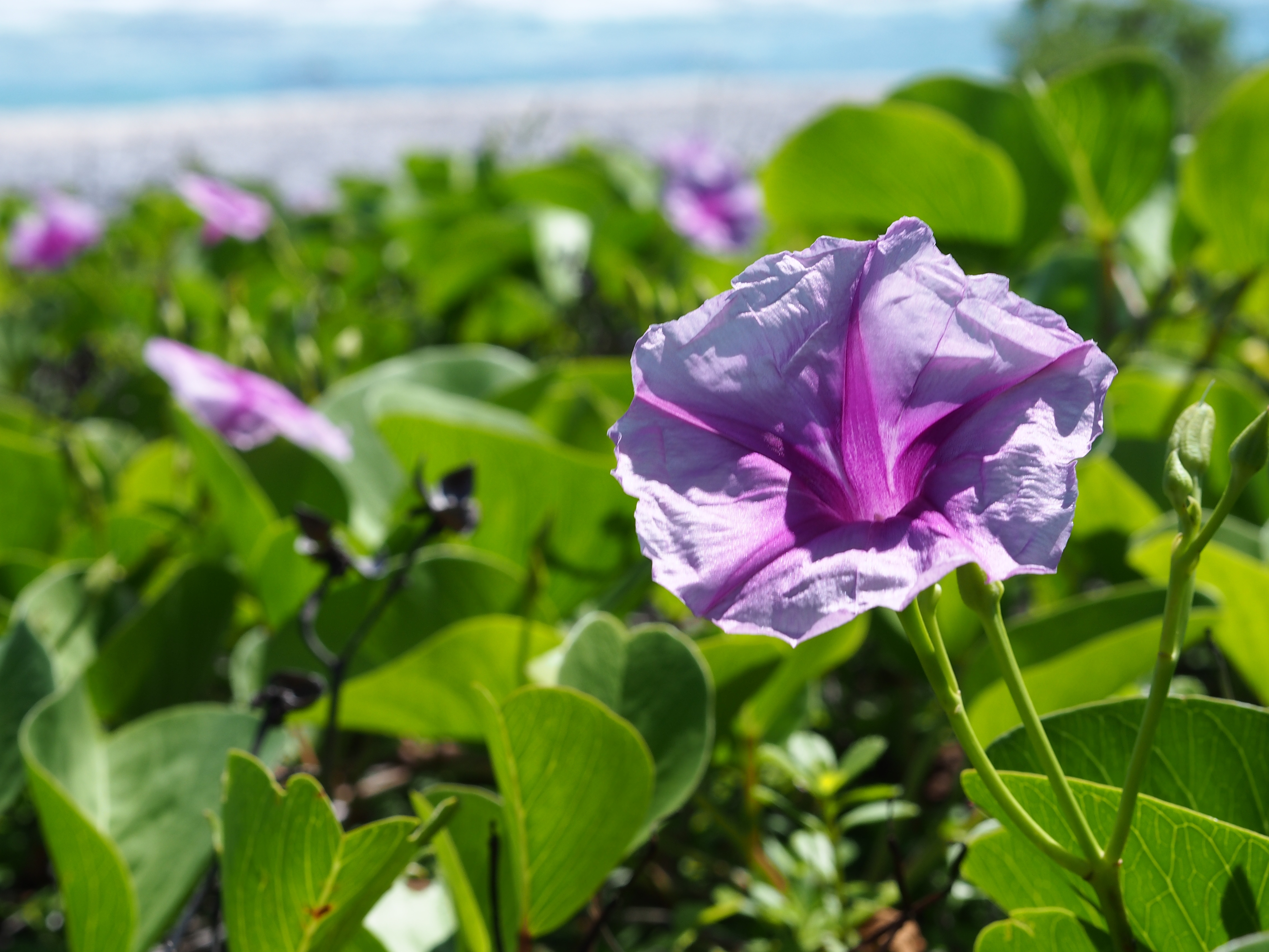 グンバイヒルガオ