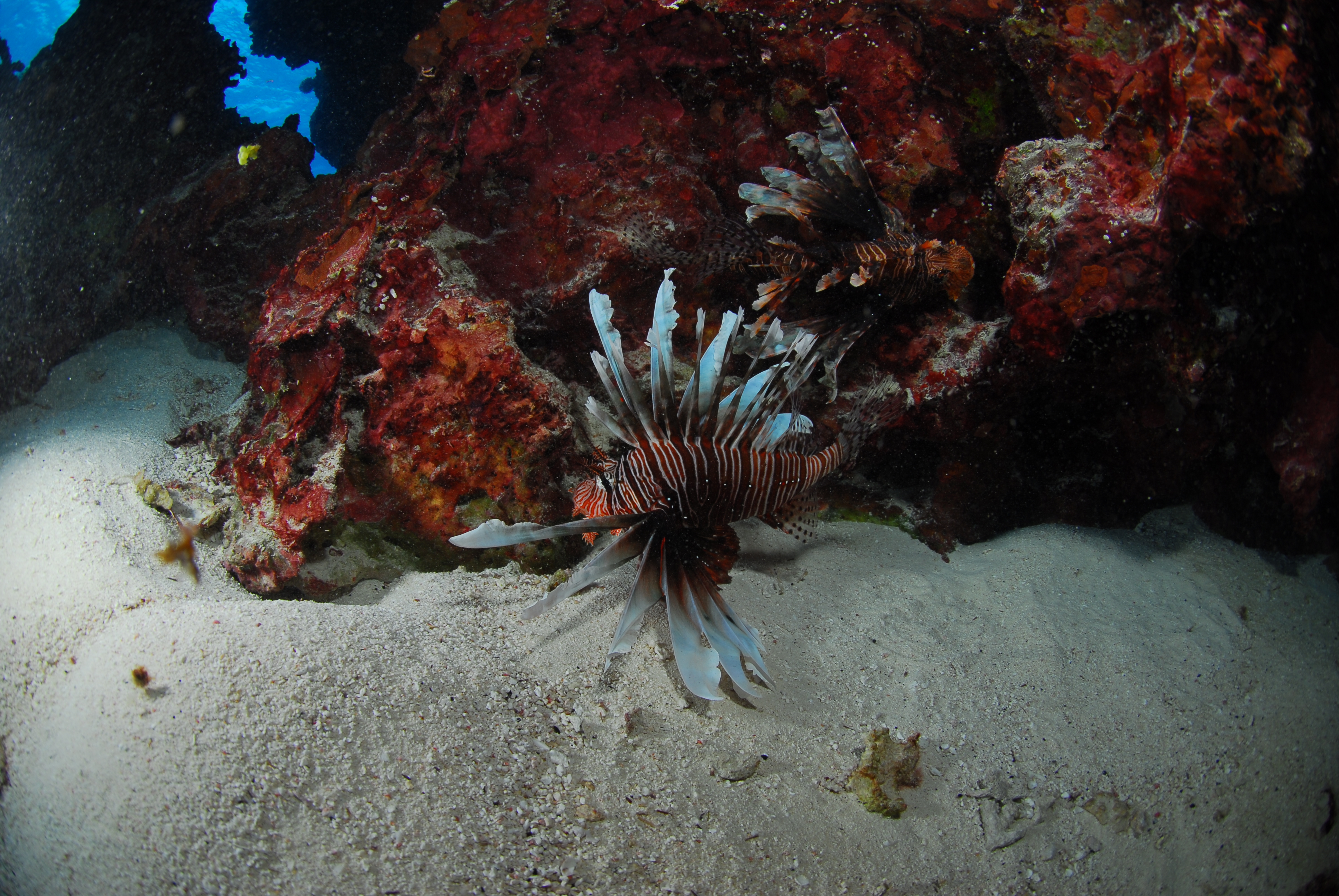 ハナミノカサゴ