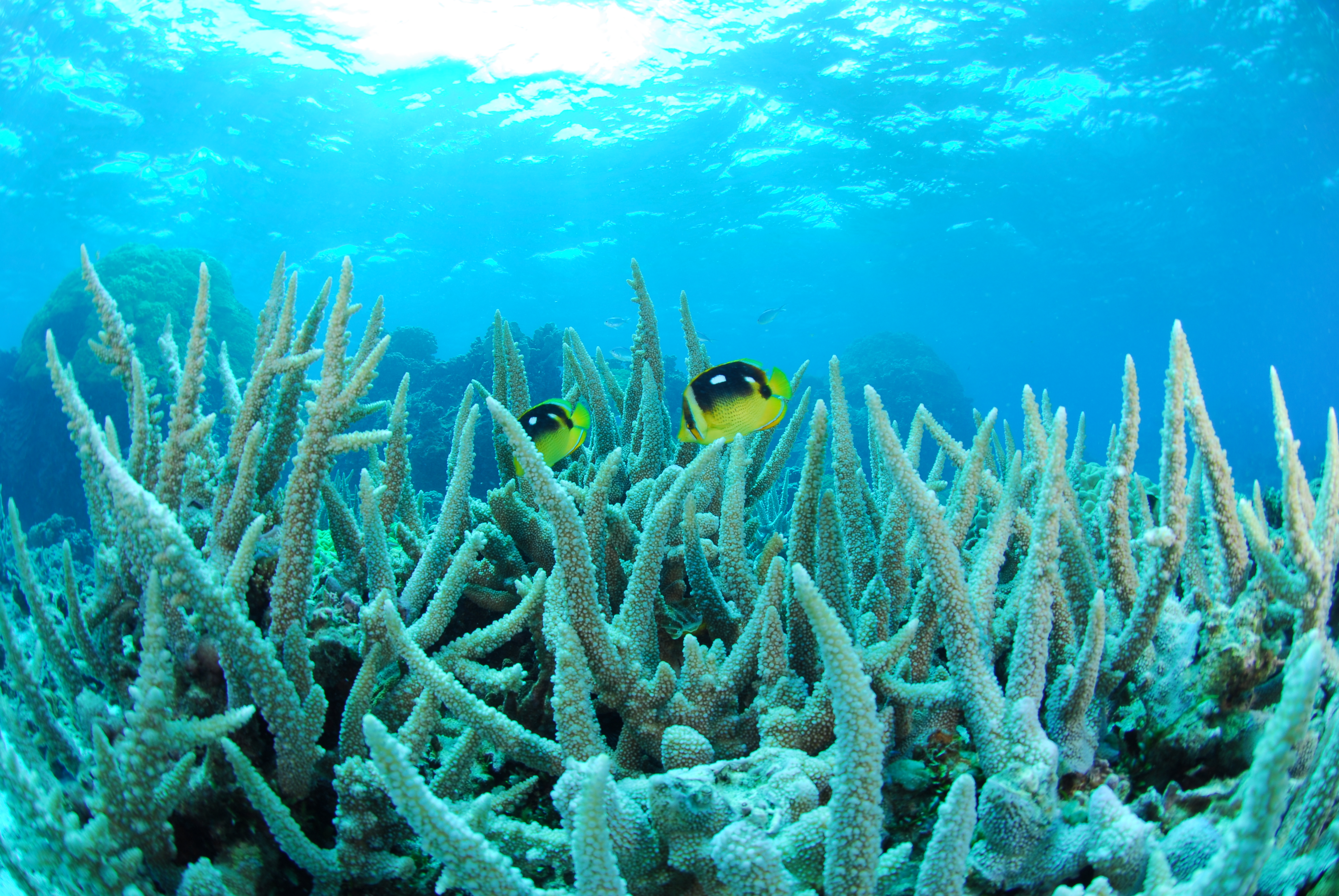 シテンチョウチョウウオ