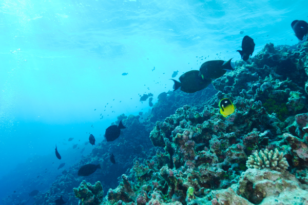 トンプソンバタフライフィッシュ