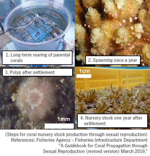 the way of spawning and growth of corals