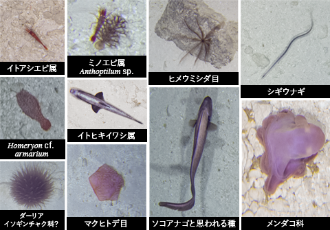 Photographs of (some of the) organisms identified while surveying Okinotorishima Islands in 2022