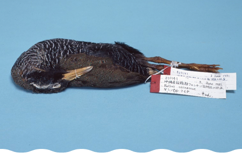 Type specimen of the Okinawa Rail Hypotaenidia okinawae owned by the Yamashina Institute for Ornithology