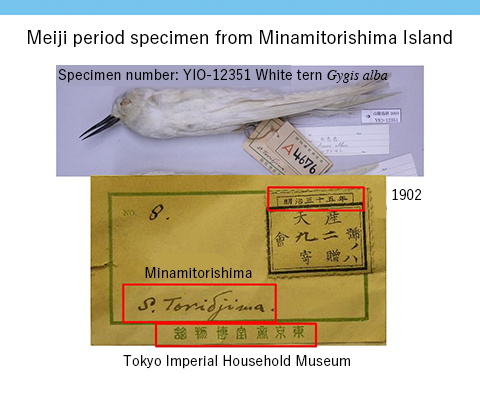 A specimen from Minamitorishima Island formerly held by the Imperial Household Museum