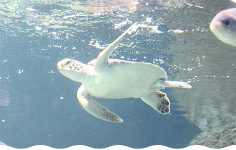 Green sea turtles on display