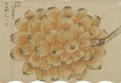 Illustrated Scroll of Plants