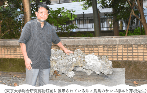 東京大学総合研究博物館前に展示されている沖ノ鳥島のサンゴ標本と芽根先生