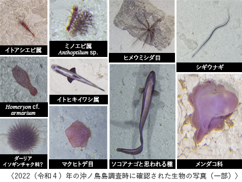 2022（令和４）年の沖ノ鳥島調査時に確認された生物の写真（一部）