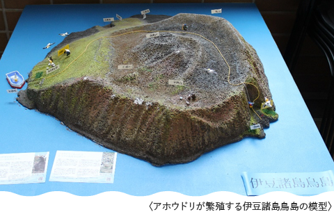 アホウドリが繁殖する伊豆諸島鳥島の模型