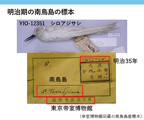 帝室博物館旧蔵の南鳥島産標本