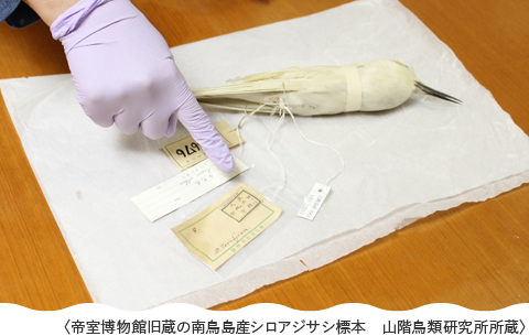 帝室博物館旧蔵の南鳥島産シロアジサシ標本　山階鳥類研究所所蔵